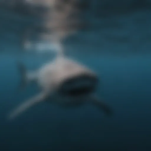 Basking shark swimming gracefully in clear blue waters