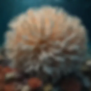 Impact of Climate Change on Coral Bleaching Impact of climate change on coral bleaching