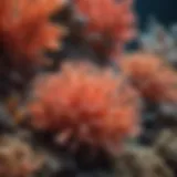 Vibrant coral formations in the Great Barrier Reef