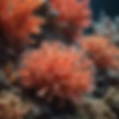 Vibrant Coral Formations in the Great Barrier Reef Vibrant coral formations in the Great Barrier Reef