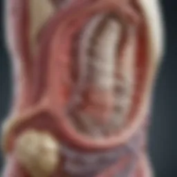 A detailed illustration of the gut-bone axis, showcasing the connection between gut microbiota and bone health.