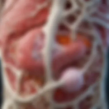 Infographic displaying the effects of inflammation on bone remodeling and how probiotics may mitigate these effects.