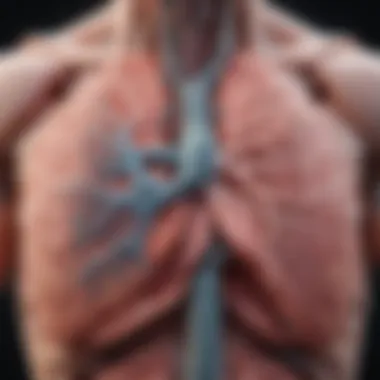 Detailed anatomical structure of the lung