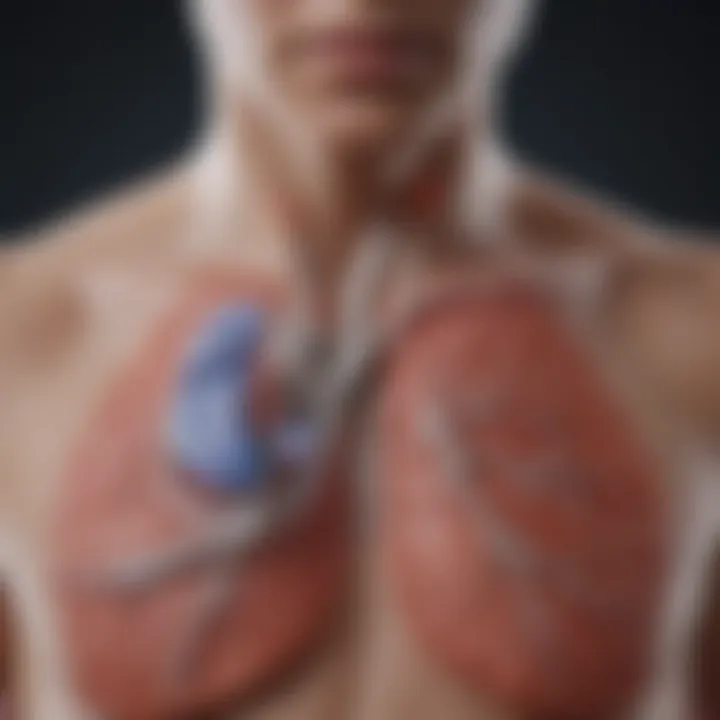 Diagram illustrating the pulmonary function