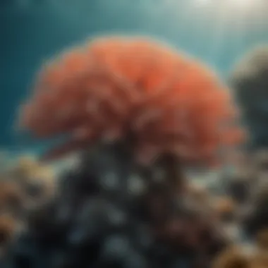 Conservation Strategies for Coral Reefs Conservation efforts in action to protect coral reefs