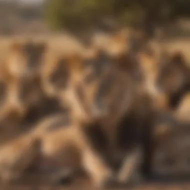 A pride of lions basking under the sun in the Serengeti