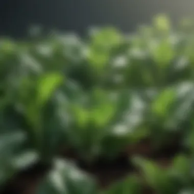 Leafy Greens for Vitality A lush green field showcasing various leafy greens