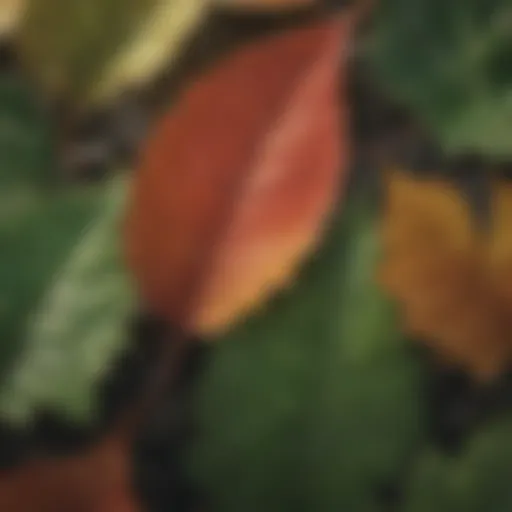 A close-up view of vibrant leaves showcasing nutrient absorption.