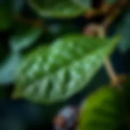 Fresh Mulberry Leaves: A Comprehensive Examination Introduction