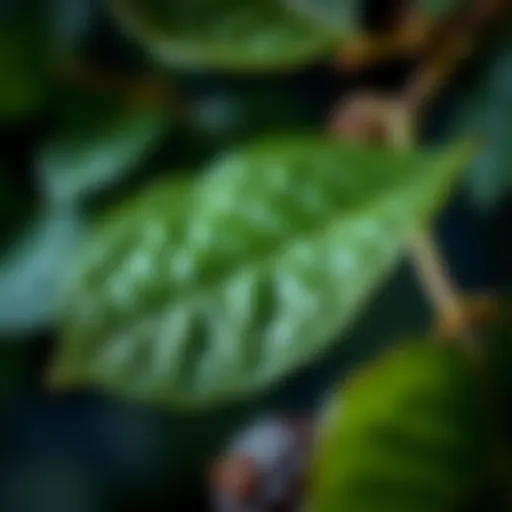 Fresh Mulberry Leaves: A Comprehensive Examination Introduction