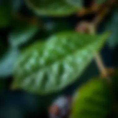 Fresh Mulberry Leaves: A Comprehensive Examination Introduction Fresh Mulberry Leaves: A Comprehensive Examination Introduction