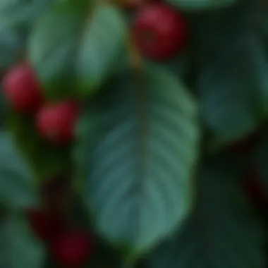 Notable Fresh Mulberry Leaves: A Comprehensive Examination Notable Fresh Mulberry Leaves: A Comprehensive Examination