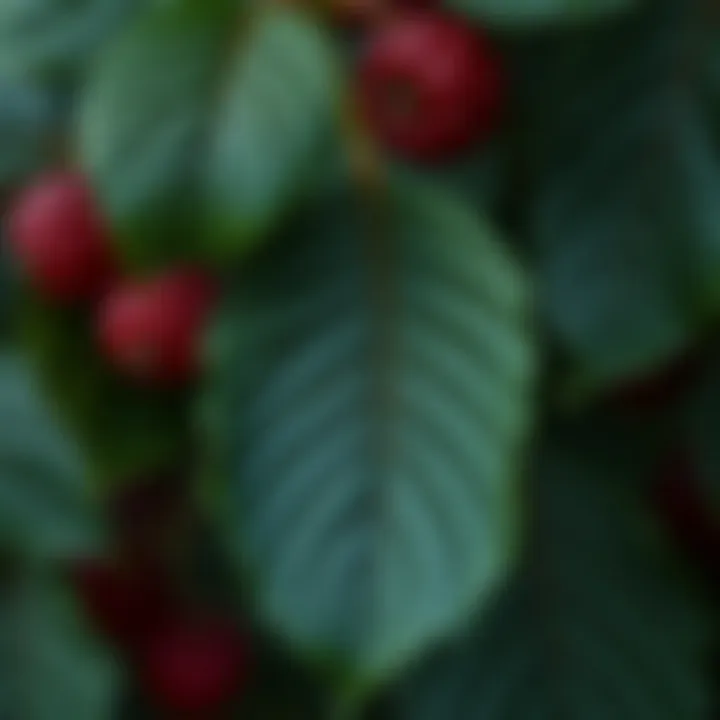 Notable Fresh Mulberry Leaves: A Comprehensive Examination Notable Fresh Mulberry Leaves: A Comprehensive Examination