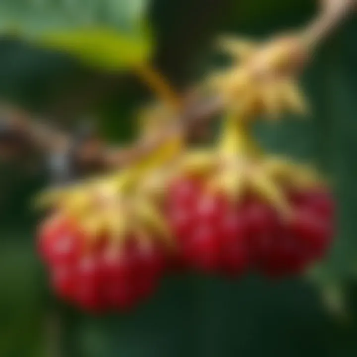 Fresh Mulberry Leaves: A Comprehensive Examination Summary Fresh Mulberry Leaves: A Comprehensive Examination Summary