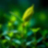 From Seed to Plant Growth: Understanding the Journey Introduction