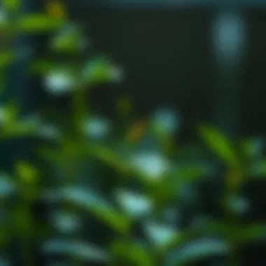 From Seed to Plant Growth: Understanding the Journey Summary