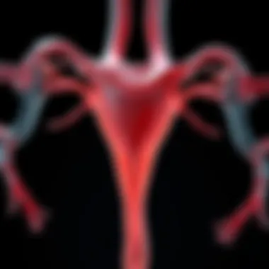 Anatomy of the Fallopian Tubes in GIFT Visual representation of fallopian tubes