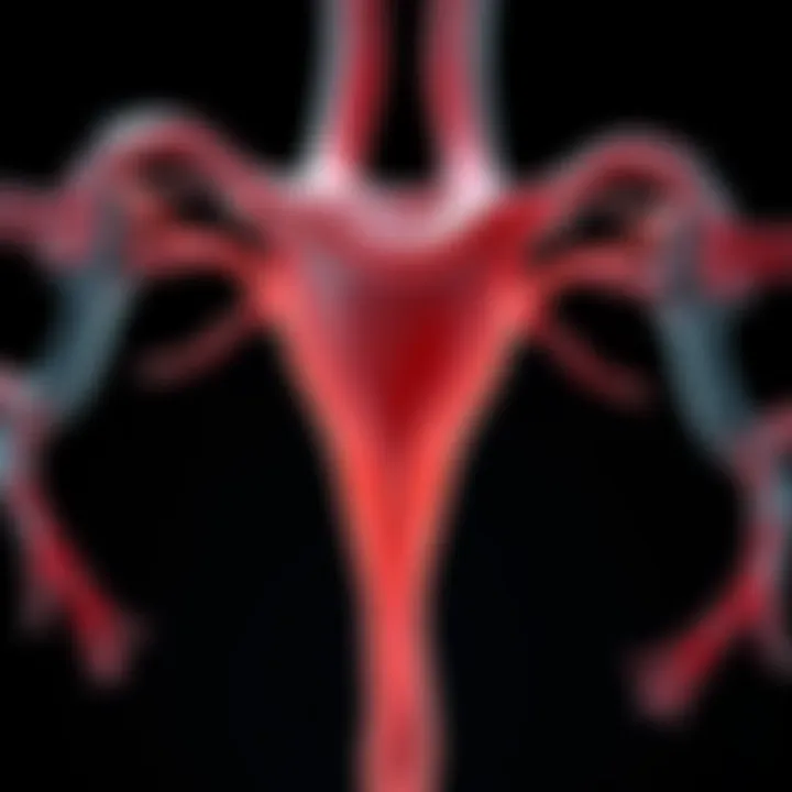 Anatomy of the Fallopian Tubes in GIFT Visual representation of fallopian tubes