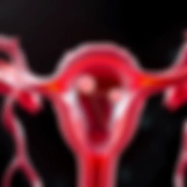 Fertilization Process Within the Fallopian Tubes Diagram showing fertilization in the fallopian tubes