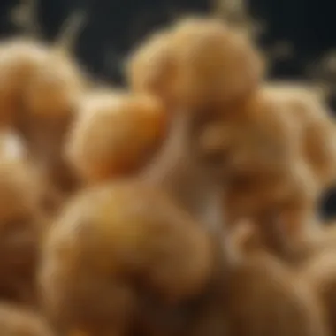 Impact of Ginger Extract on Cancer Cells Cellular structures with ginger extract