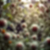 HepG2 Cells in Cultivation HepG2 cells in culture environment