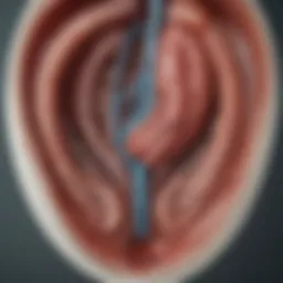 Anatomical illustration of the kidney capsule