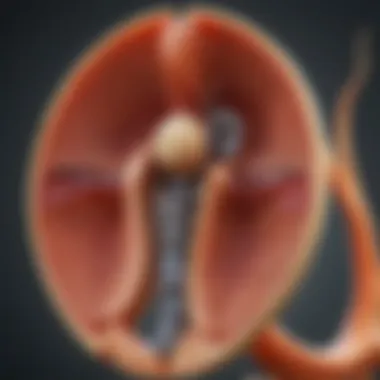 Physiological functions of the kidney capsule