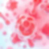 Visual representation of Luminal B breast cancer cellular characteristics