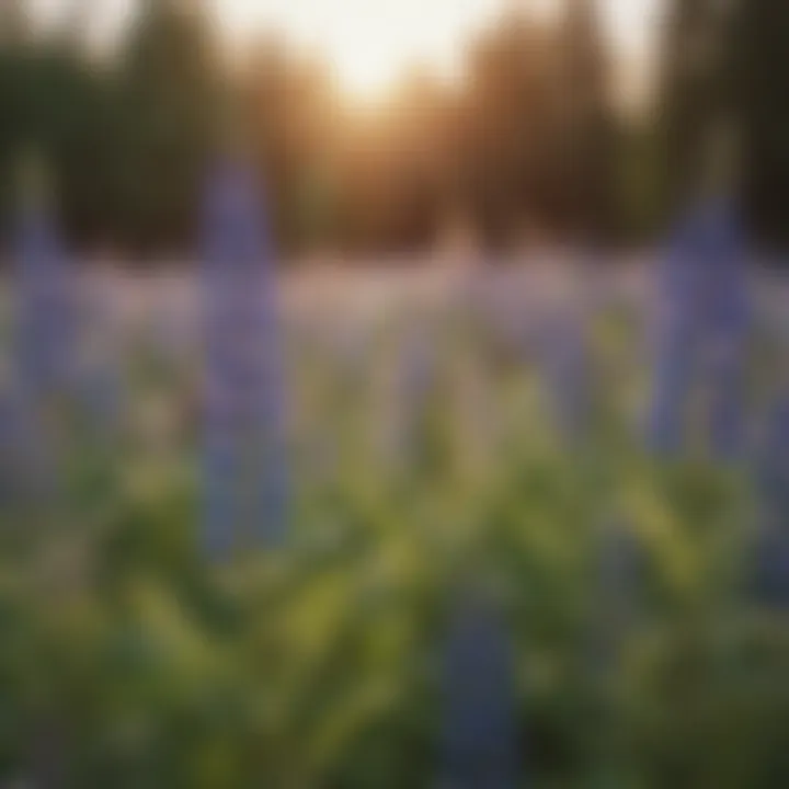 A field showcasing various species of lupin plants thriving in diverse environments