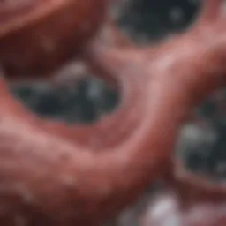 Detailed diagram illustrating the pathophysiology of Maltoma lymphoma