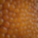 Close-up of Manuka honey showcasing its rich texture and color