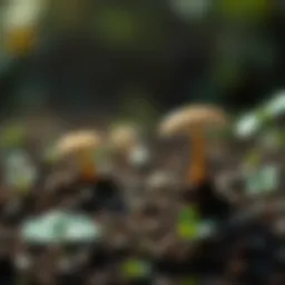 Methods for Assessing Soil for Fungal Presence Introduction