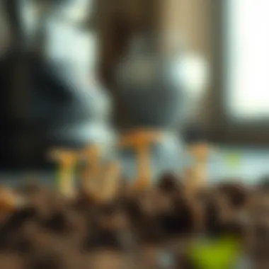 Notable Methods for Assessing Soil for Fungal Presence Notable Methods for Assessing Soil for Fungal Presence