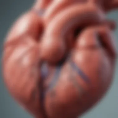 Anatomy of Left Ventricular Hypertrophy Illustration depicting the anatomy of the heart highlighting left ventricular hypertrophy