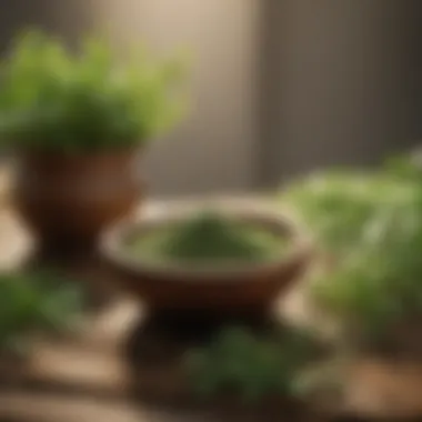 Traditional Uses of Moringa in Herbal Medicine Traditional uses of Moringa in herbal medicine