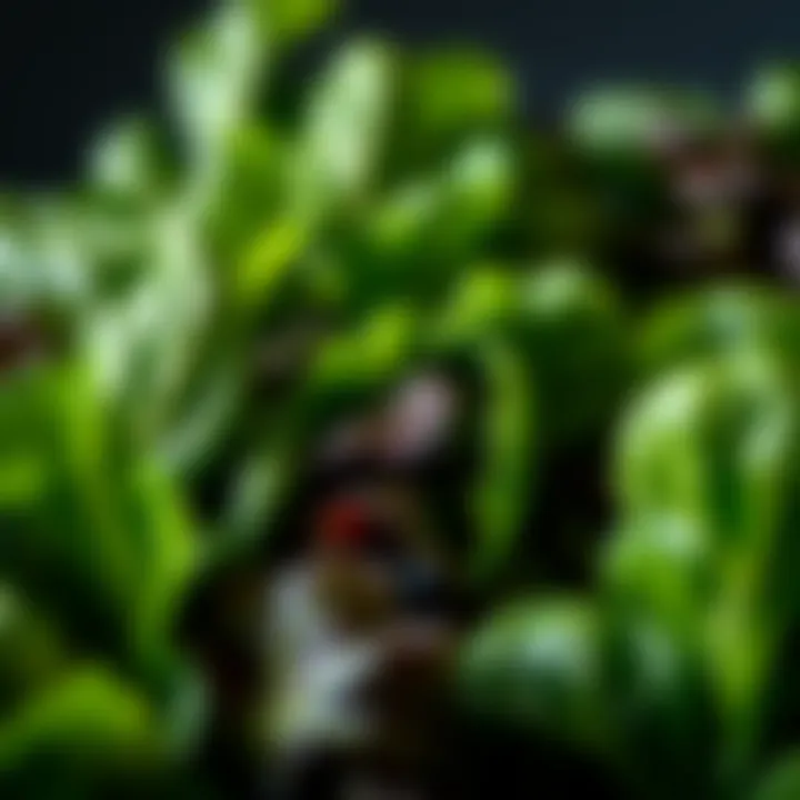 Close-up of fresh leafy greens, highlighting their nutritional value.