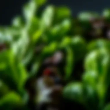 The Power of Leafy Greens Close-up of fresh leafy greens, highlighting their nutritional value.