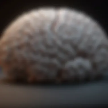 Brain Waves During Sleep Brain wave patterns recorded during sleep