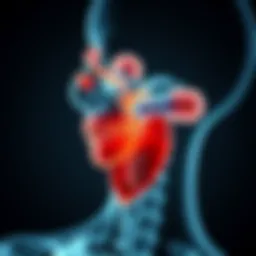 Detailed anatomical diagram of the parotid gland