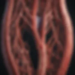 Illustration of narrowed arteries in peripheral artery disease