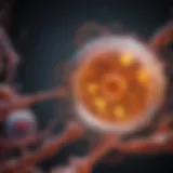 Illustration of phospho ERK activation within the MAPK pathway