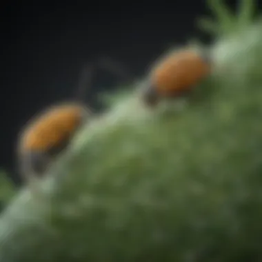 Chemical Properties of Pyrethroids Chemical structure of pyrethroid insecticides