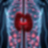 Kidney function assessment diagram
