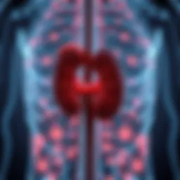 Kidney function assessment diagram