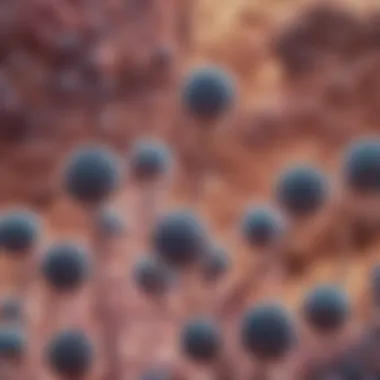 Microscopic Characteristics of SCLC Microscopic view of small cell lung cancer cells