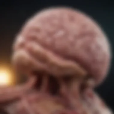 Stage 2 Meningioma: An In-Depth Exploration Summary