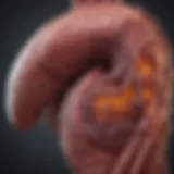 Stage 4 Liver and Colon Cancer: A Comprehensive Overview Introduction