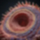 Detailed view of gastric epithelium showing cellular structures