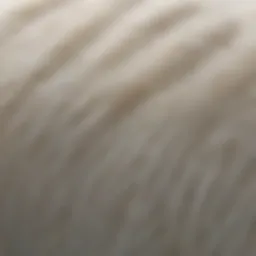 Close-up view of polar bear fur showing its translucent properties