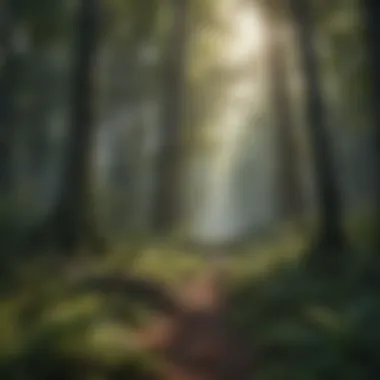 Biodiversity in a Thriving Forest Dense forest canopy illustrating biodiversity
